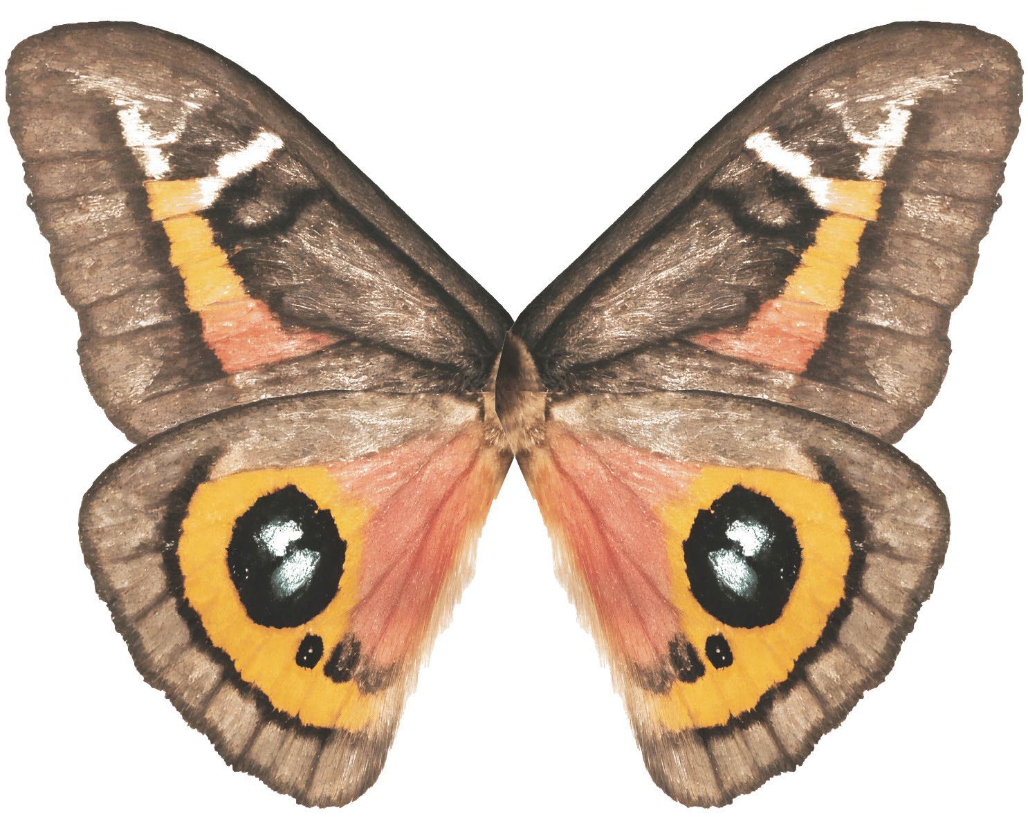 A composed, symmetrical moth graphic with amber and pink eyespots, refined for the installation.