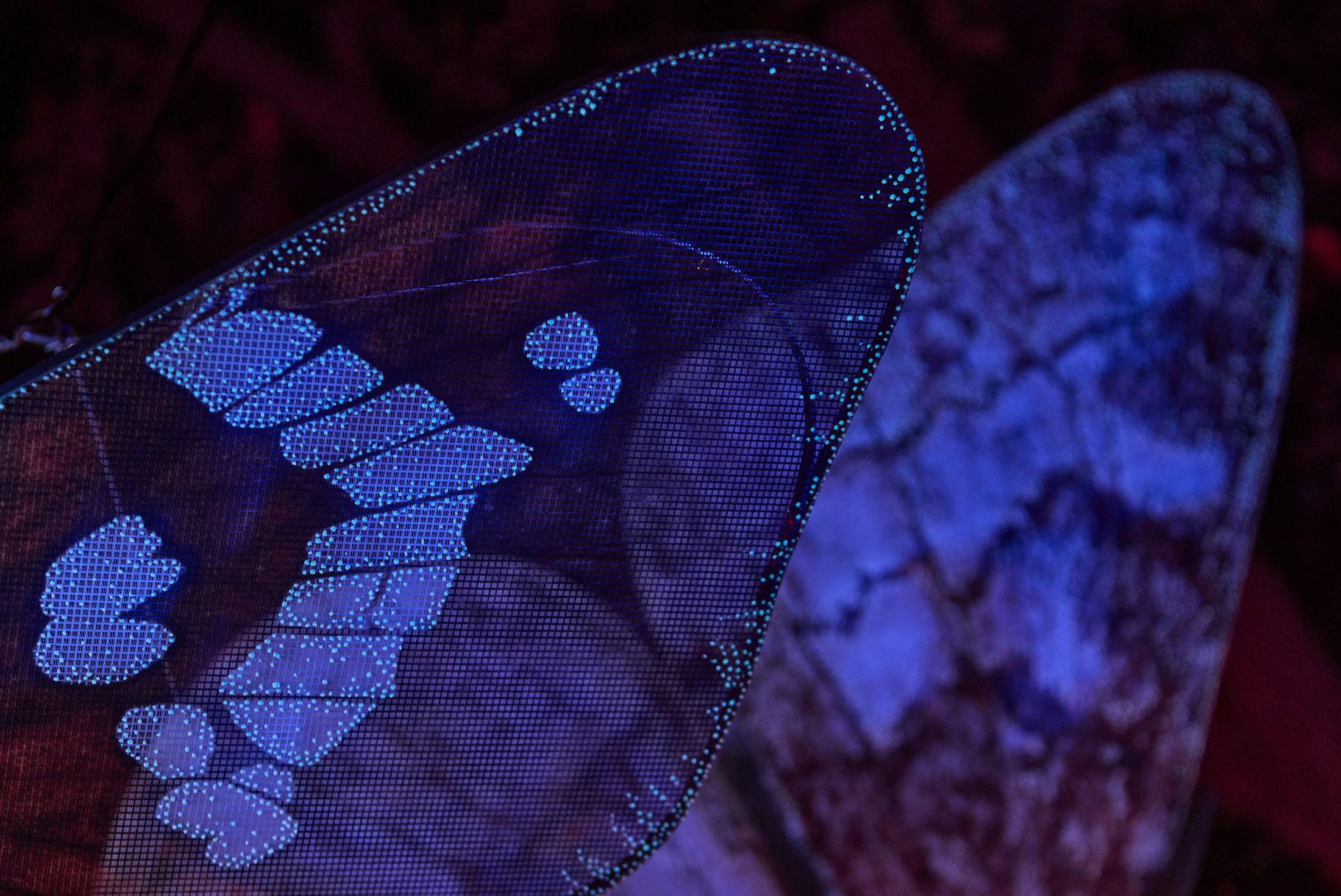 Close-up of a moth wing glowing electric blue under ultraviolet light.
