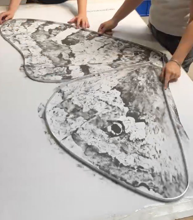 Pencil sketch of a moth wing laid out on a worktable.