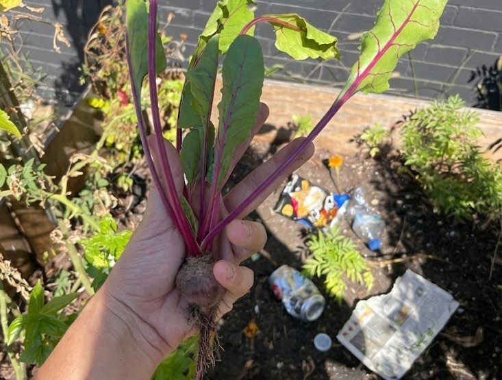 A hand holding a pulled beet above soil scattered with cans and litter.