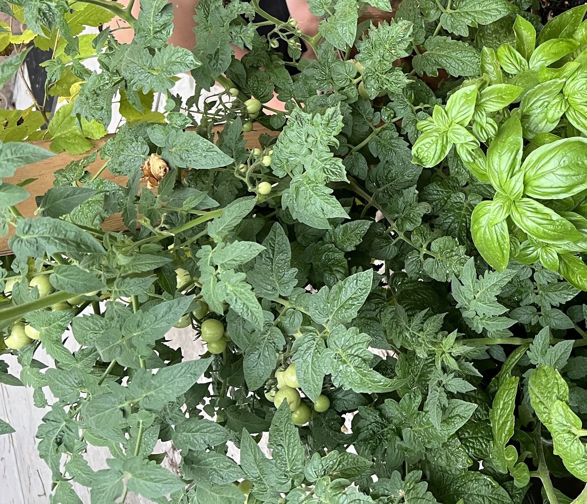 Bed filling in with green tomato plants and basil.