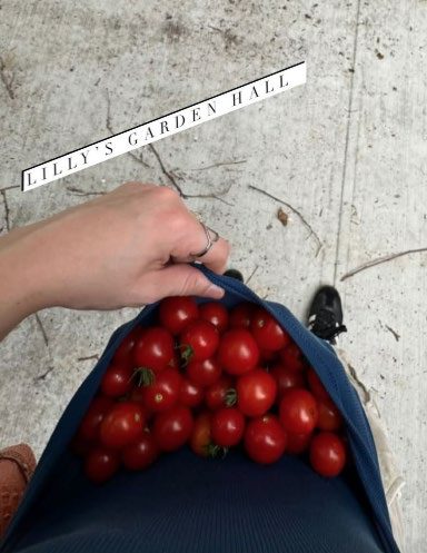 Hands holding a shirt full of harvested cherry tomatoes on a street.