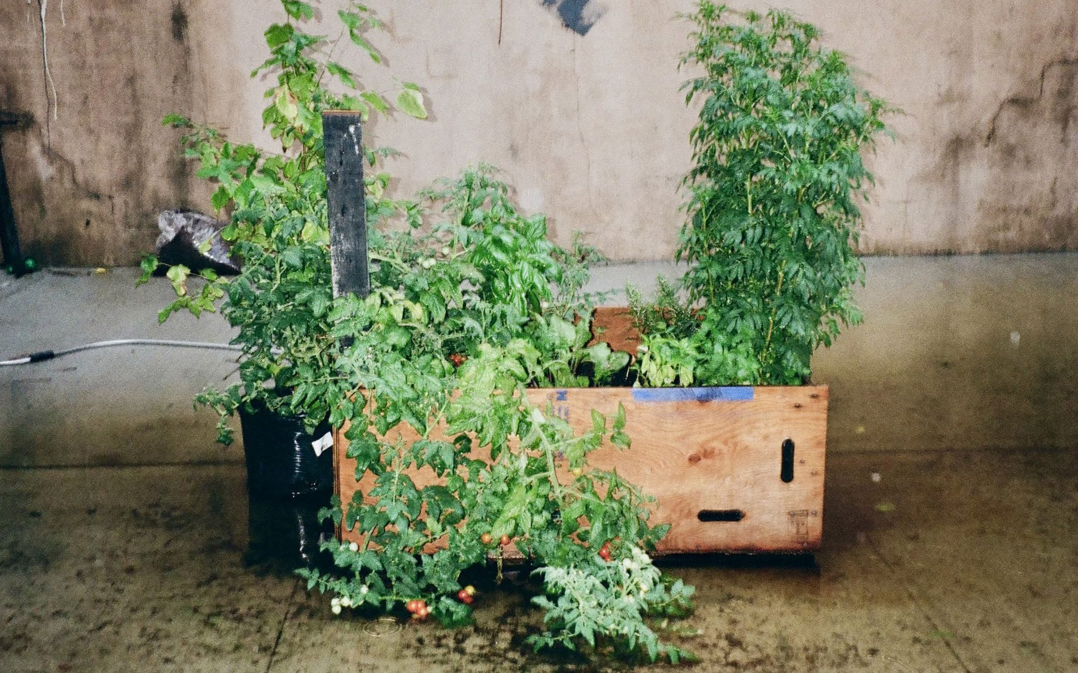 A planter box built from reclaimed wood overflowing with tomato plants against a concrete wall.