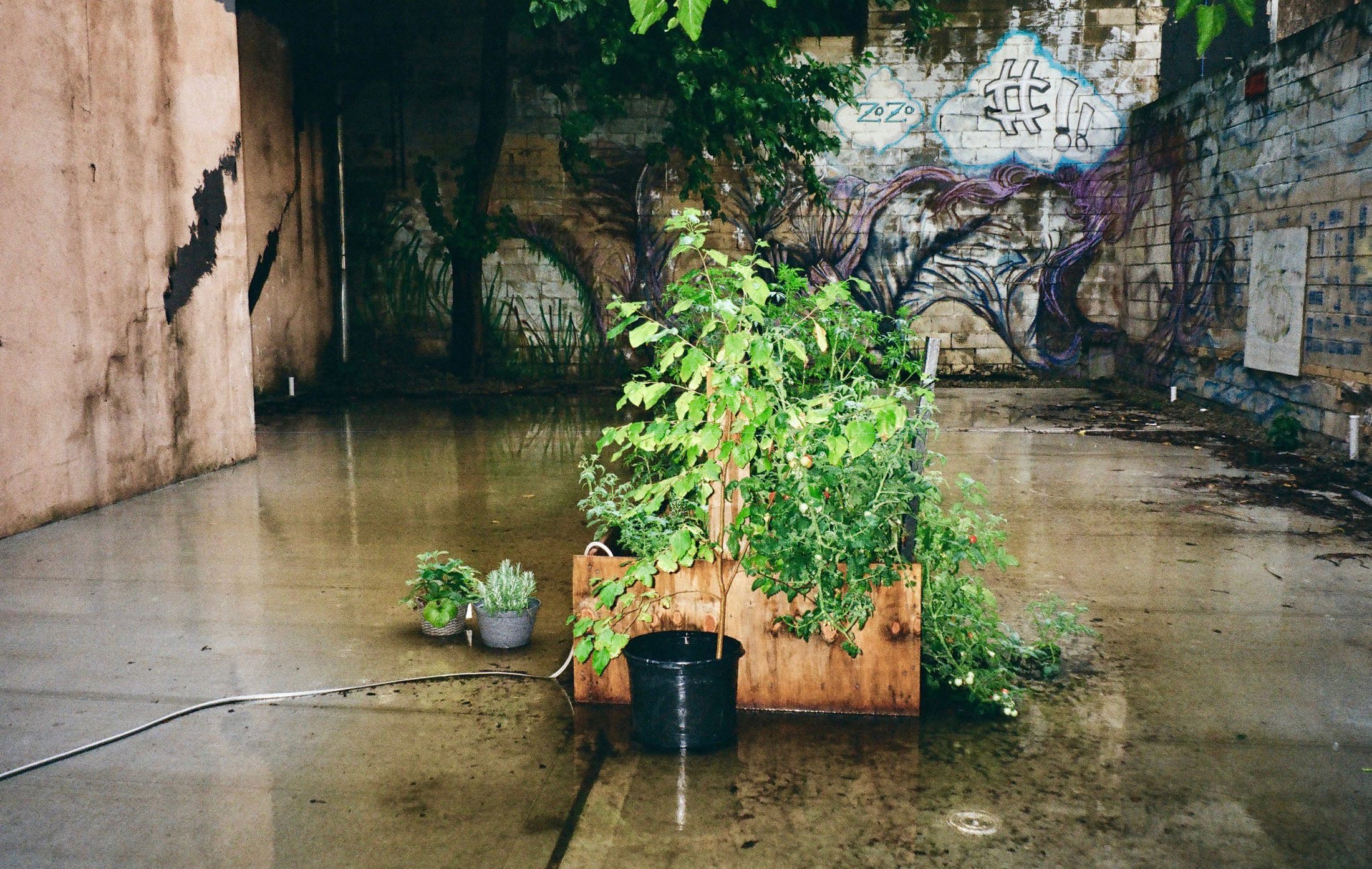 The planter in a rain-wet industrial lot with graffiti on the far wall.