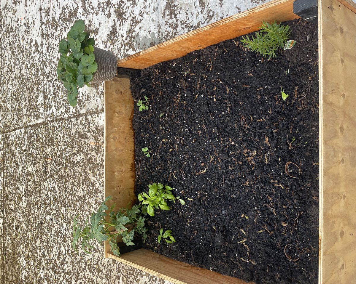 Freshly planted bed with dark soil and small seedlings.