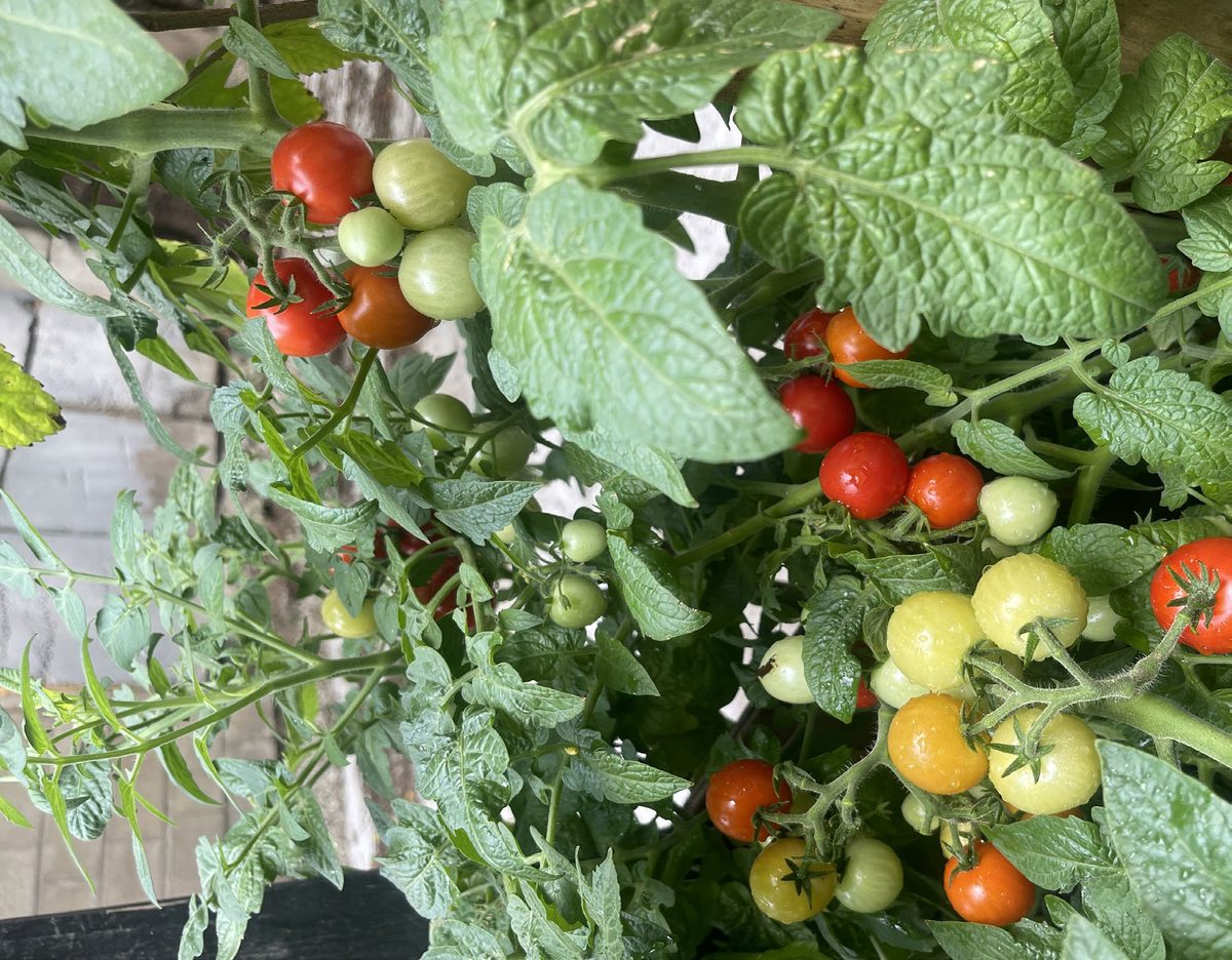 Clusters of ripening red and yellow cherry tomatoes.
