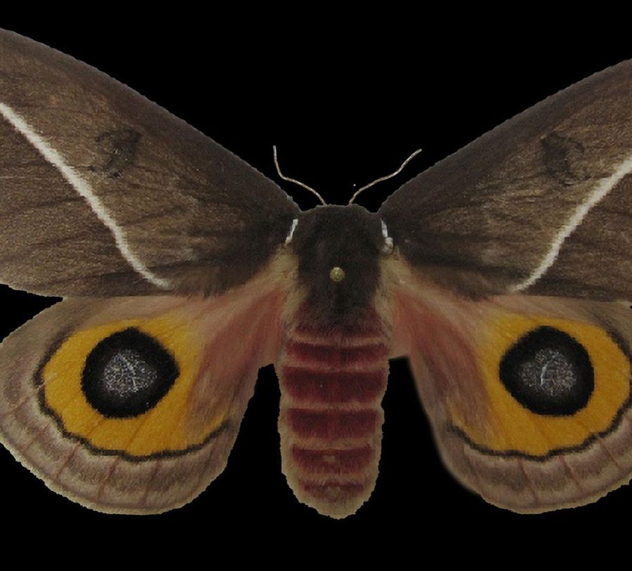 Reference specimen: moth with yellow eyespots.