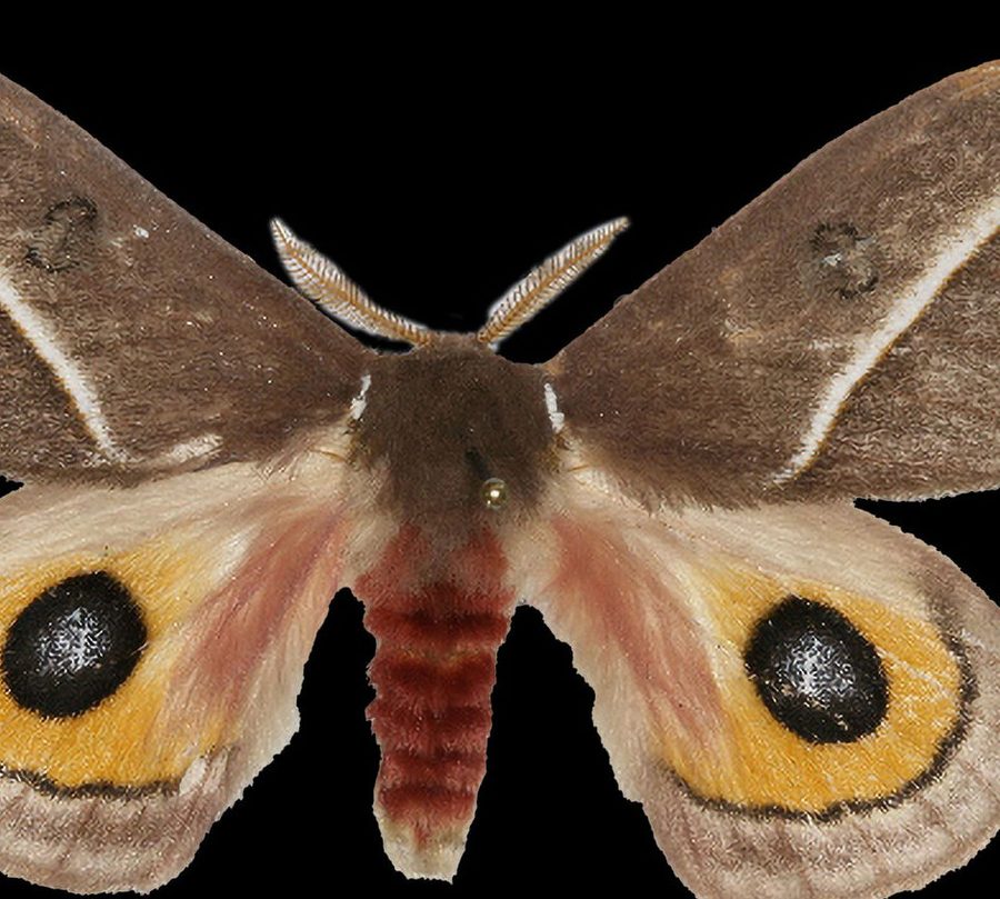 Reference specimen: pair of eyespotted moth wings on a branch.