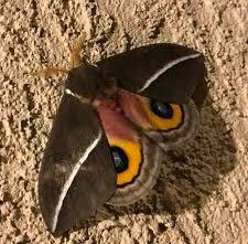 Reference specimen: grey moth with orange eyespots.