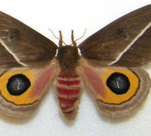 Reference specimen: brown moth with dark eyespots.