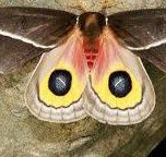 Reference specimen: small moth resting on the ground.