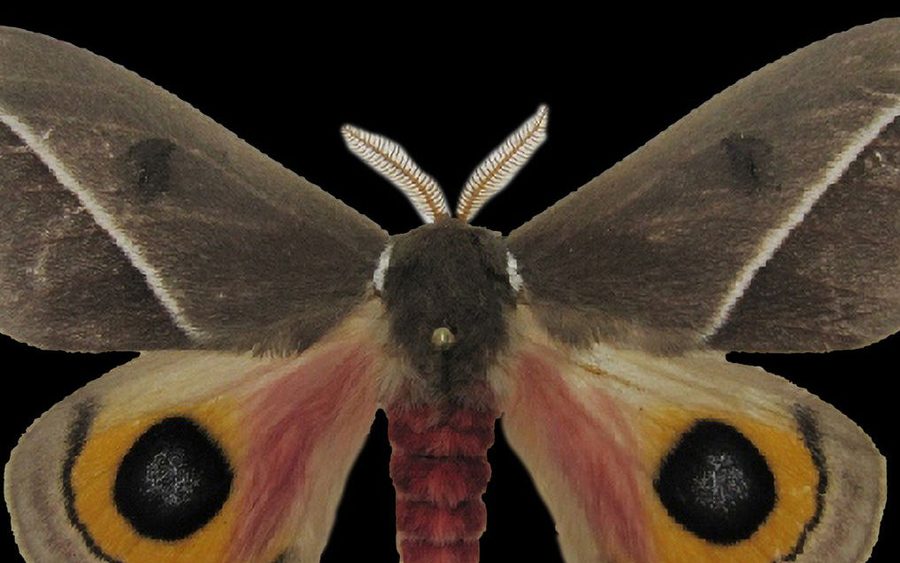Reference specimen: moth with pink-tinged wings.