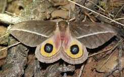 Reference specimen: moth with symmetrical eyespots.