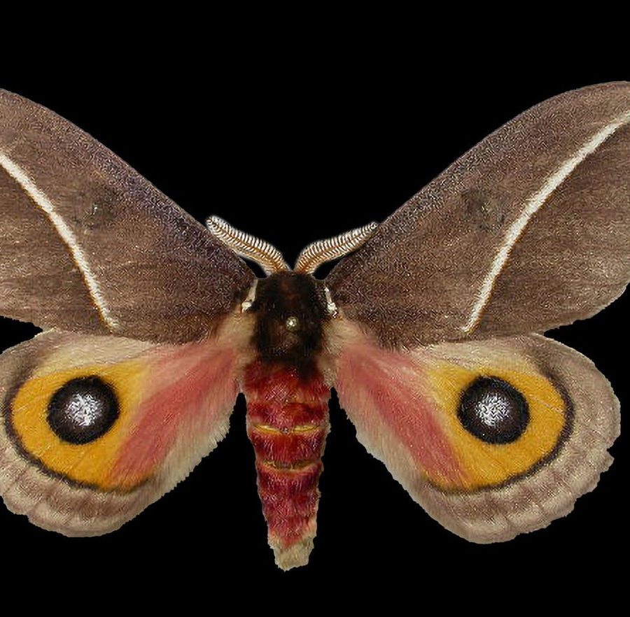 Reference specimen: broad-winged moth with eyespots.