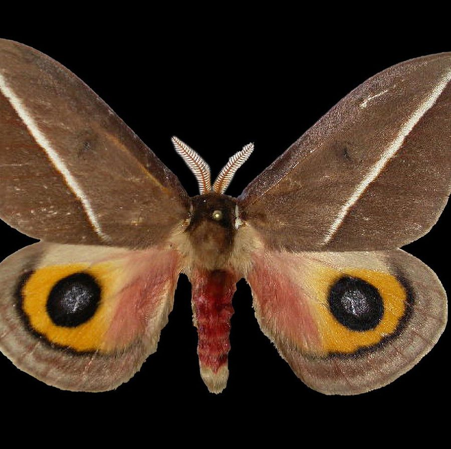Reference specimen: moth with mottled brown wings.