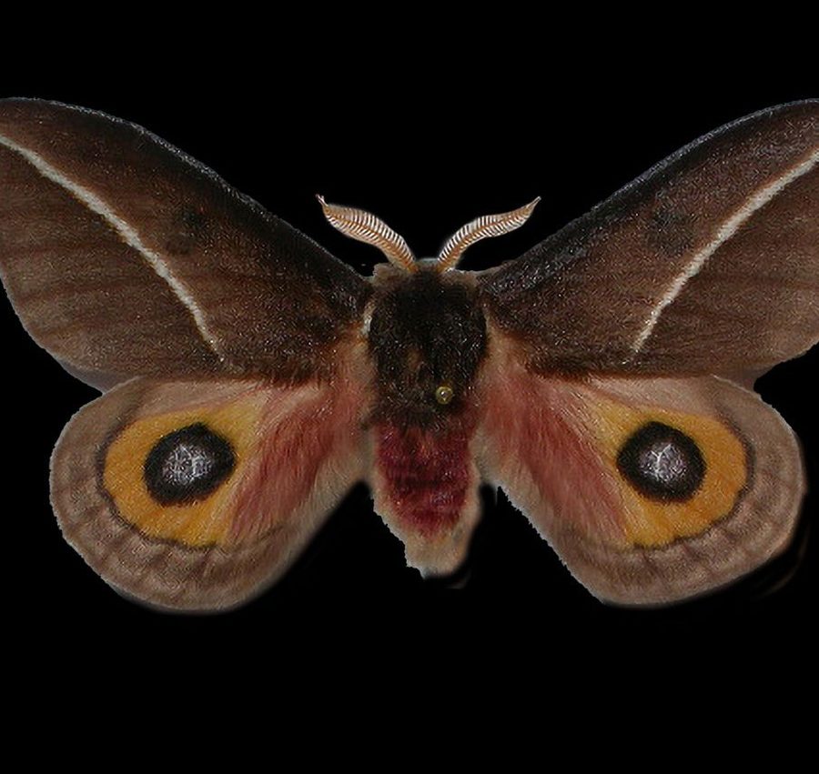Reference specimen: moth with orange and grey wings.