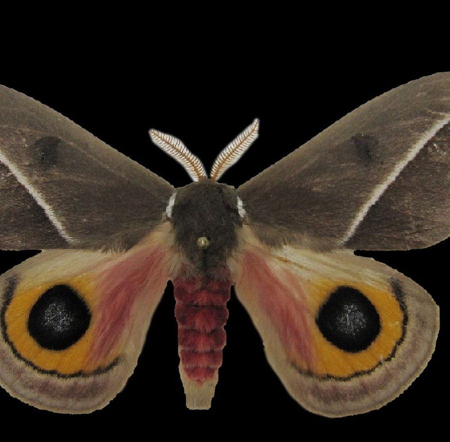 Reference specimen: moth with pale banded wings.