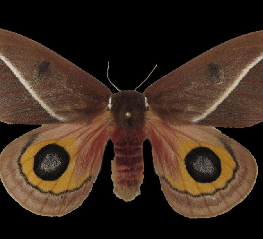 Reference specimen: moth with dark-centred eyespots.